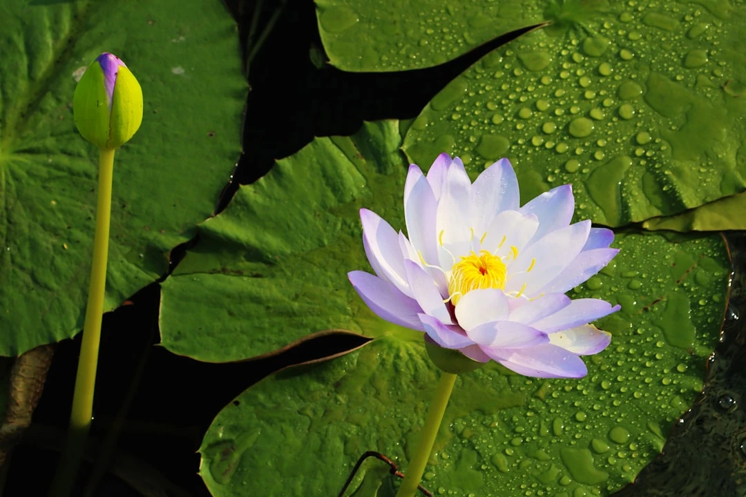 tim-hieu-thien-mantra-5-am-goc-nhin-tu-ngoc-minh